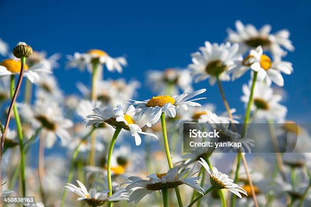 Camomiles Foto de stock y más banco de imágenes de Aire libre - Aire libre, Amarillo - Color, Azul