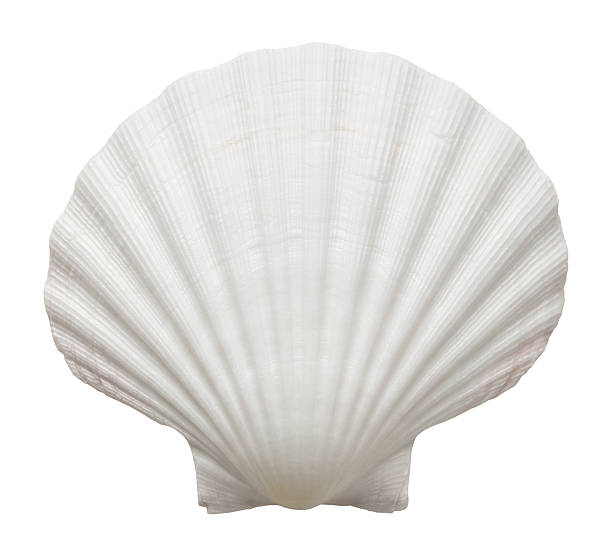 Shell Close up of ocean shell isolated on white background animal shell photos stock pictures, royalty-free photos & images