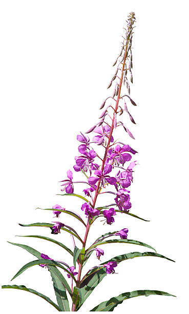 istock Rosebay Willowherb, Chamerion angustifolium 450842081