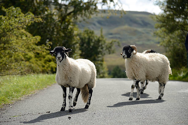 istock Sheep crossing the road 450842453