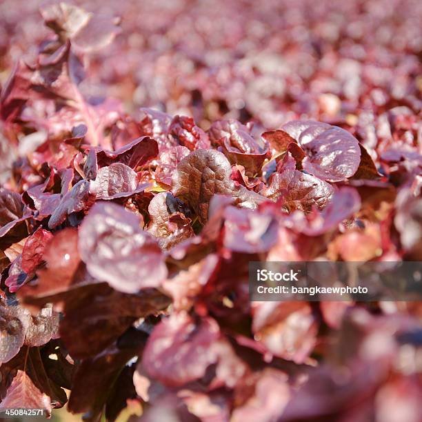 Idroponica Verdura - Fotografie stock e altre immagini di Agricoltura - Agricoltura, Alimentazione sana, Ambientazione esterna