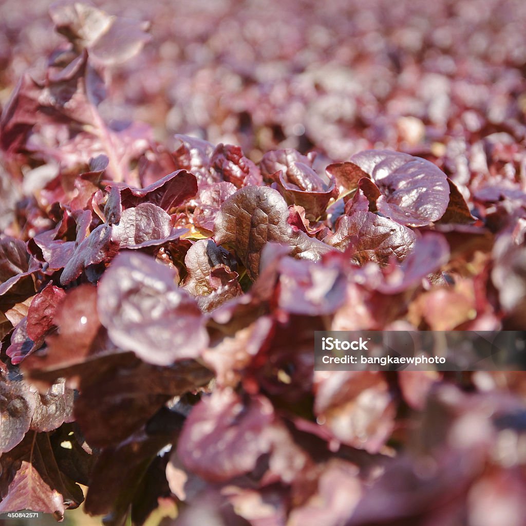 Legumes sobre hidropônica - Foto de stock de Agricultura royalty-free