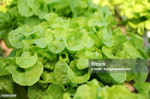 Hidropónica Legumes - Fotografias de stock e mais imagens de Agricultura - Agricultura, Alface, Alimentação Saudável