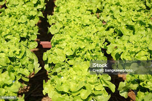 Hydroponics Vegetable Stock Photo - Download Image Now - Agriculture, Asia, Backgrounds