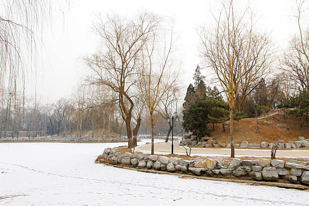 istock withered and yellow trees in the snow 450843887
