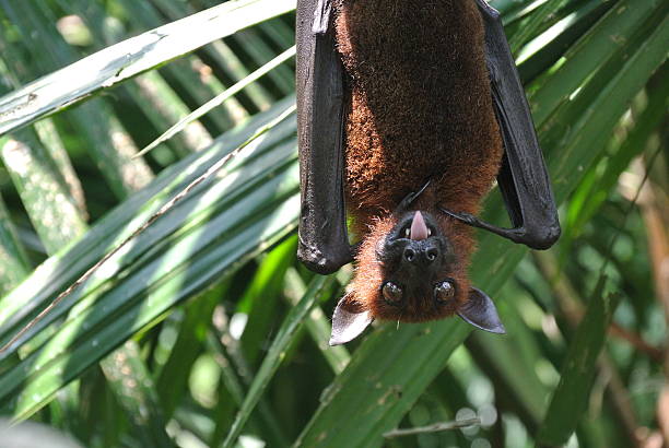 istock bat sticking out its tongue 450844925