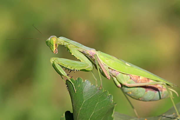 istock closeup of mantis 450845845