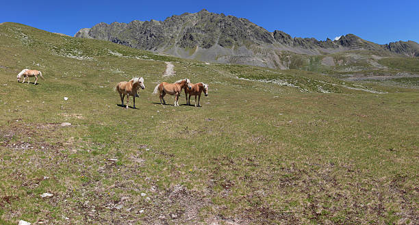 cavalos no prado perto de alpine lakes schwarzmoos, kuehtai, tirol, áustria - horse herd togetherness connection imagens e fotografias de stock