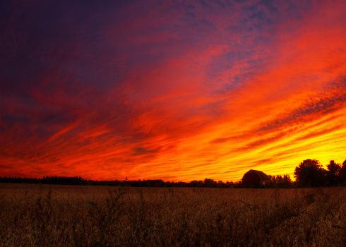 Dramatic sunset, with vibrant red clouds covering the sky, with a barn in the background and corn field in the foreground