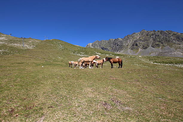 cavalos no prado perto de alpine lakes schwarzmoos, kuehtai, tirol, áustria - horse herd togetherness connection imagens e fotografias de stock