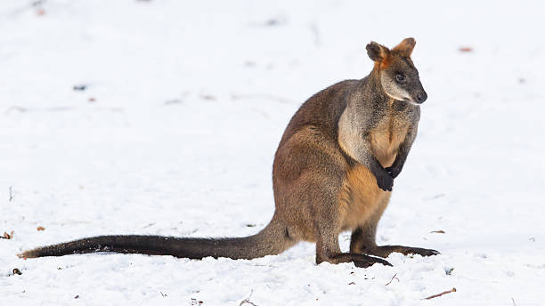 istock Swamp wallaby in the snow 450847747
