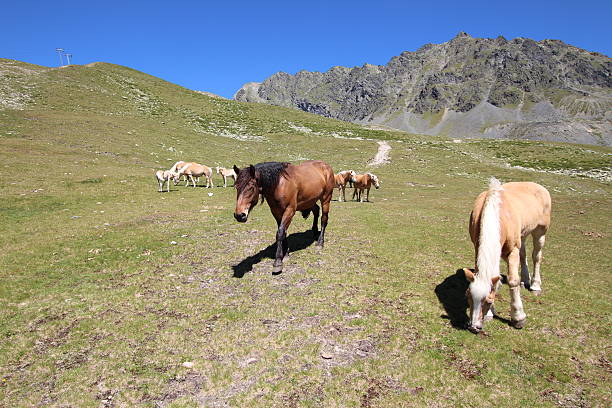 cavalos no prado perto de alpine lakes schwarzmoos, kuehtai, tirol, áustria - horse herd togetherness connection imagens e fotografias de stock