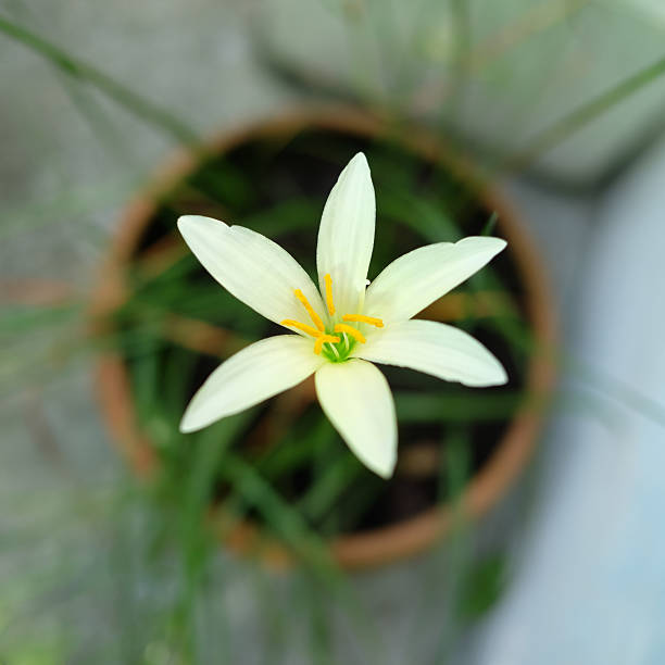 istock White rain lily flower in top view. (Zephyranthes) 450848493