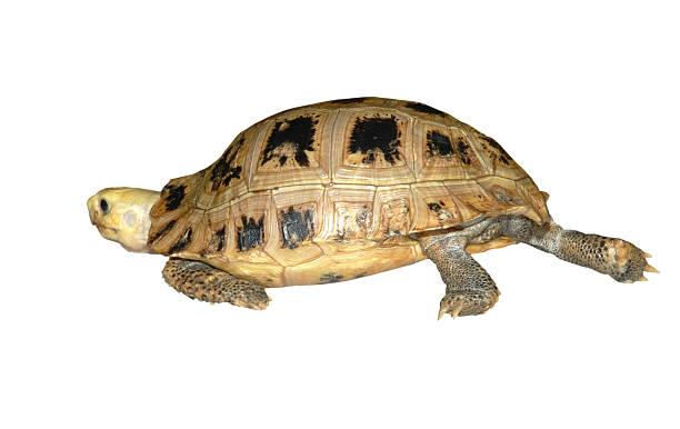 istock pet turtle elongata Elongated tortoise 450849285