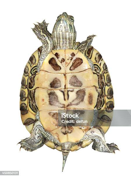 Pet Turtle Redeared Slider Stock Photo - Download Image Now