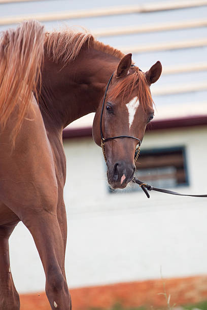 istock portrait of  sorrel  arab at stable background. cloudy day 450852557