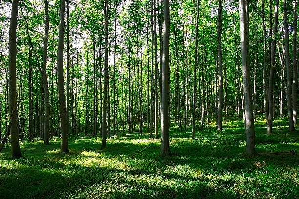 istock Sunshine in the green forest 450852591