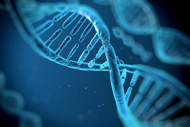 分子の dna - dna helix molecular structure chromosome ストックフォトと画像