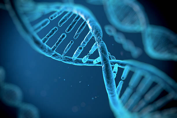 DNA molecules approximate the DNA molecule on a blue background biochemistry stock pictures, royalty-free photos & images