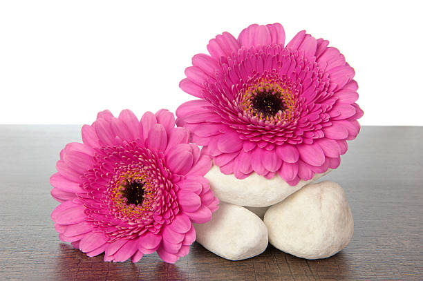 istock White rocks pink Gerberas on wood 450855347