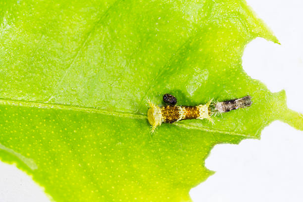 Instar caterpillar of common mormon butterfly Instar caterpillar of common mormon butterfly after molting egg to caterpillar stock pictures, royalty-free photos & images