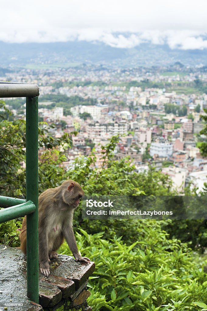 Affe in Kathmandu.  Nepal - Lizenzfrei Ansicht aus erhöhter Perspektive Stock-Foto