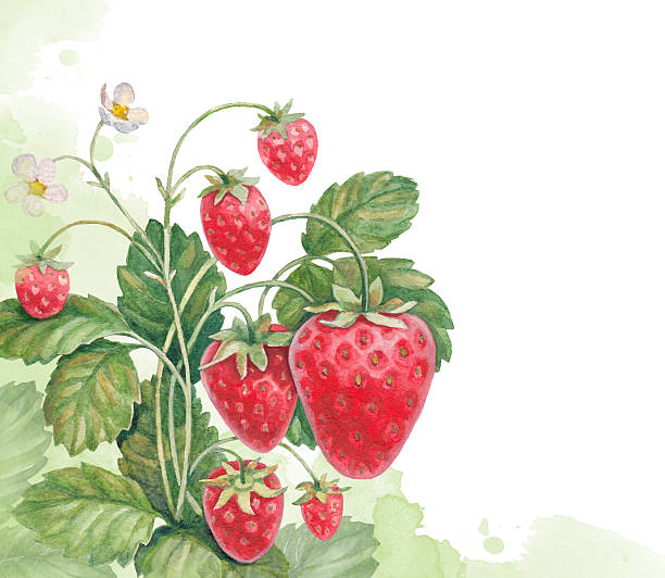 Watercolor strawberry bush vector art illustration