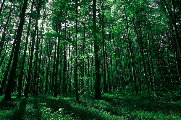 View of way through tree in Gruenewald forest - Berlin, Germany