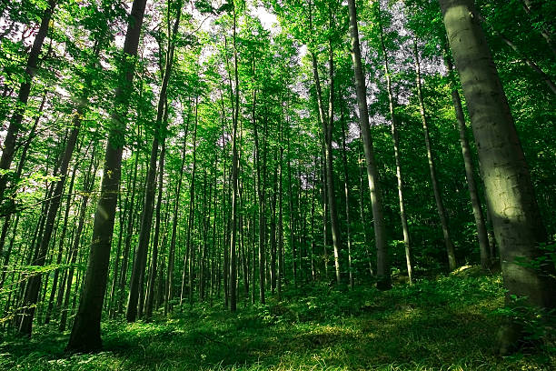 istock Sunshine in the green forest 450863841