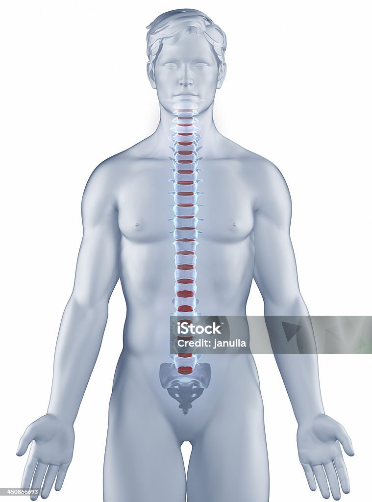 Vértebra posição anatomia homem isolado - Foto de stock de Adulto royalty-free