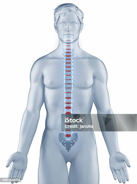 Foto de Vértebra Posição Anatomia Homem Isolado e mais fotos de stock de Adulto - Adulto, Anatomia, Ciência