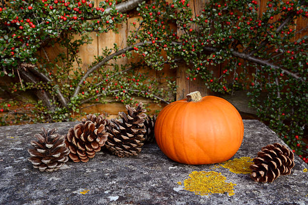 istock Small pumpkin and fir cones on a stone bench 450866945