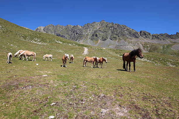 cavalos no prado perto de alpine lakes schwarzmoos, kuehtai, tirol, áustria - horse herd togetherness connection imagens e fotografias de stock