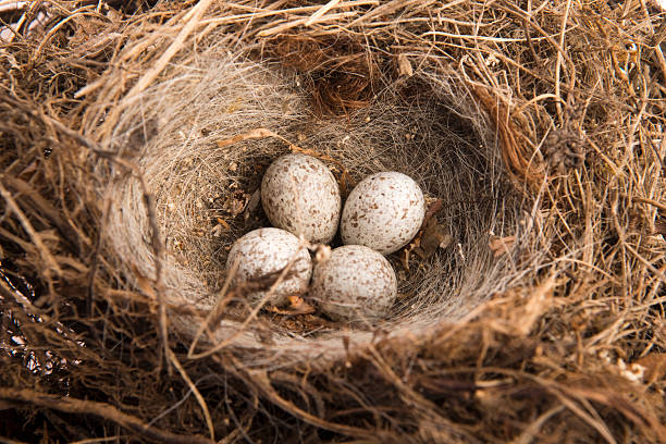 istock Detail of bird eggs in nest 450867963