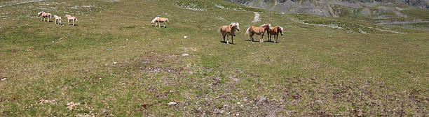 cavalos no prado perto de alpine lakes schwarzmoos, kuehtai, tirol, áustria - horse herd togetherness connection imagens e fotografias de stock