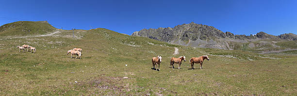 cavalos no prado perto de alpine lakes schwarzmoos, kuehtai, tirol, áustria - horse herd togetherness connection imagens e fotografias de stock