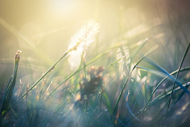 mattina nel campo - sunrise leaf brightly lit vibrant color foto e immagini stock