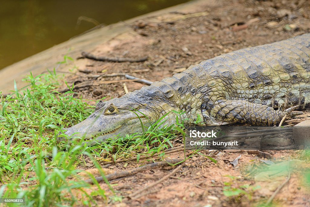 Crocodile lying still. Crocodile lying still.High resolution 36 megapixel.Nikon D800 Ambush Stock Photo