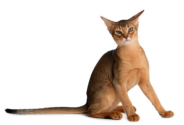 istock Abyssinian young cat isolated on white background 450908517