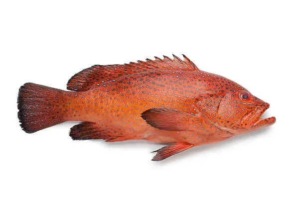 Coral Hind fish on white background