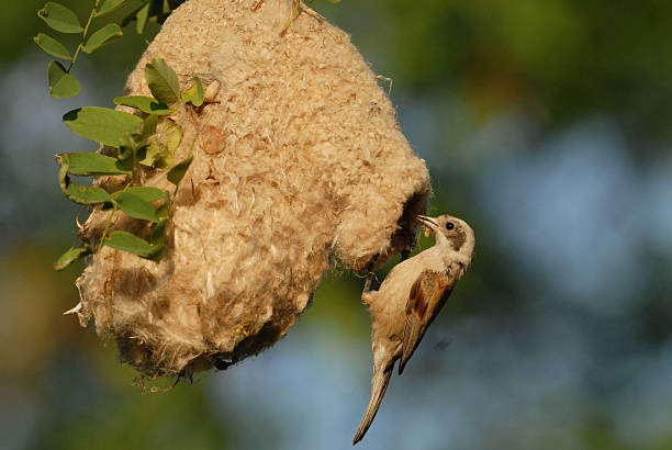 istock Penduline Tit on the Nest- remiz pendulinus 450909677