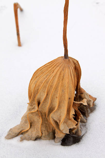 istock dry lotus leaf in the snow 450910611
