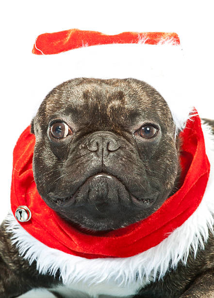 istock French bulldog dressed up for Santa Claus 450911493