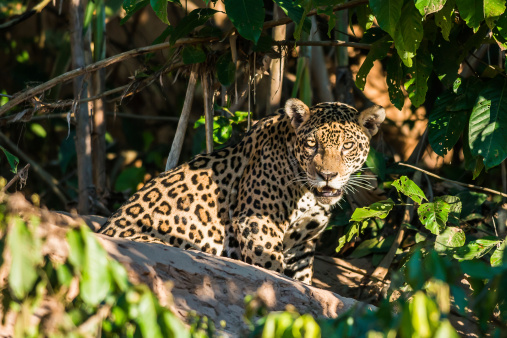 jaguar in the peruvian amazon jungle Madre de Dios Peru