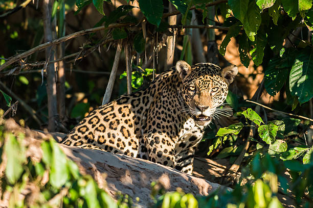 jaguar in the peruvian amazon jungle Madre de Dios Peru stock photo