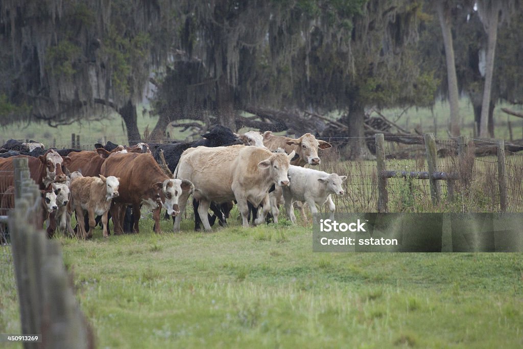 As vacas são casa - Foto de stock de Agricultura royalty-free