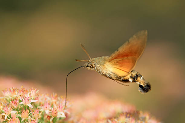istock clanis bilineata tsingtauica mell 450913427