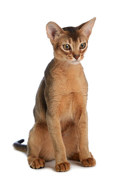 istock Abyssinian young cat isolated on white background 450917919