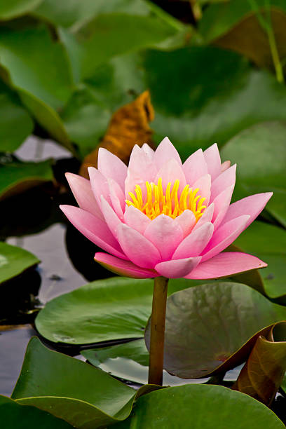 istock pink water lily in pond 450930119