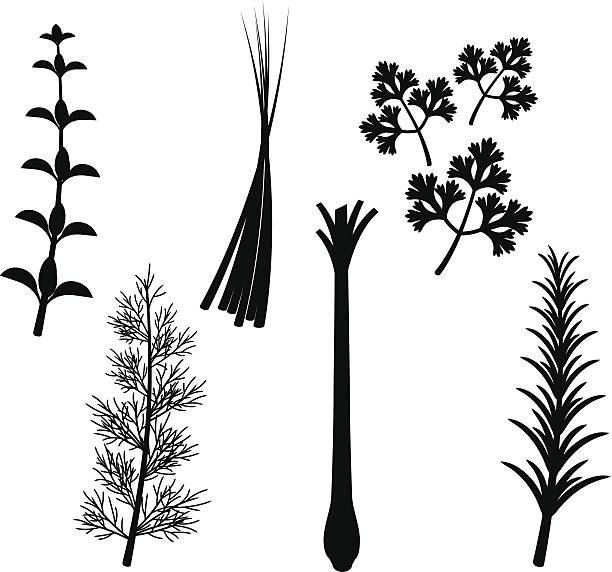 herb silhouette set - rosemary vector stock-grafiken, -clipart, -cartoons und -symbole